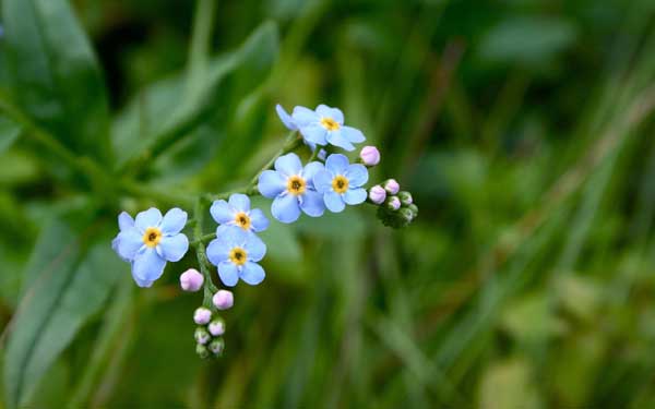 forgetmenot