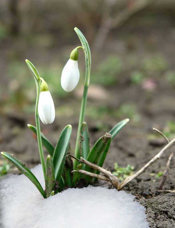 podsnejnik